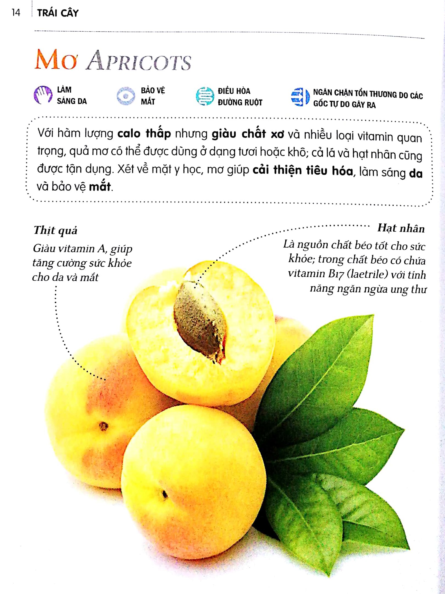 Dinh Dưỡng Chữa Bệnh - Trái Cây