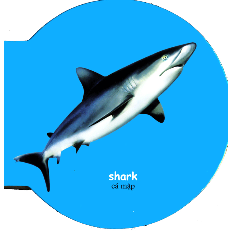 Động Vật Biển-Sea Animals(tròn)
