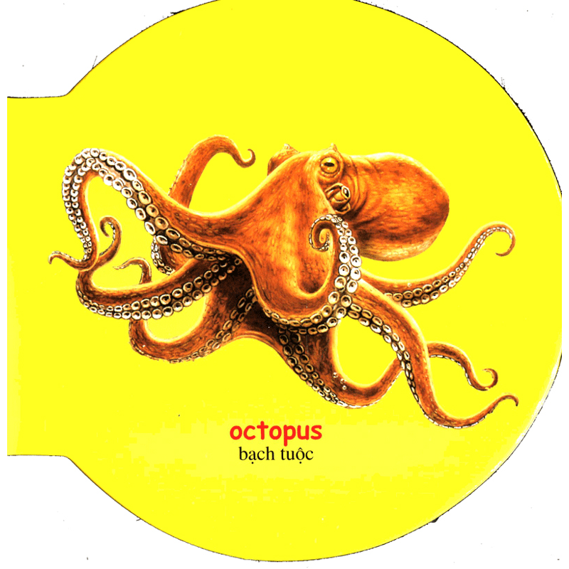 Động Vật Biển-Sea Animals(tròn)