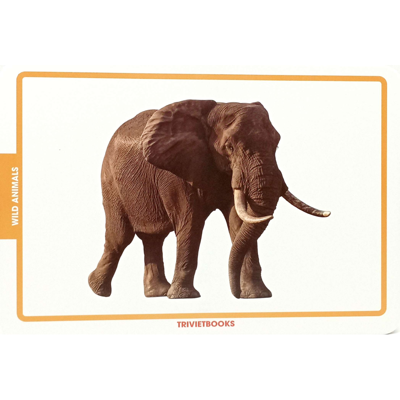 Flashcard Động Vật Hoang Dã - Wild Animals
