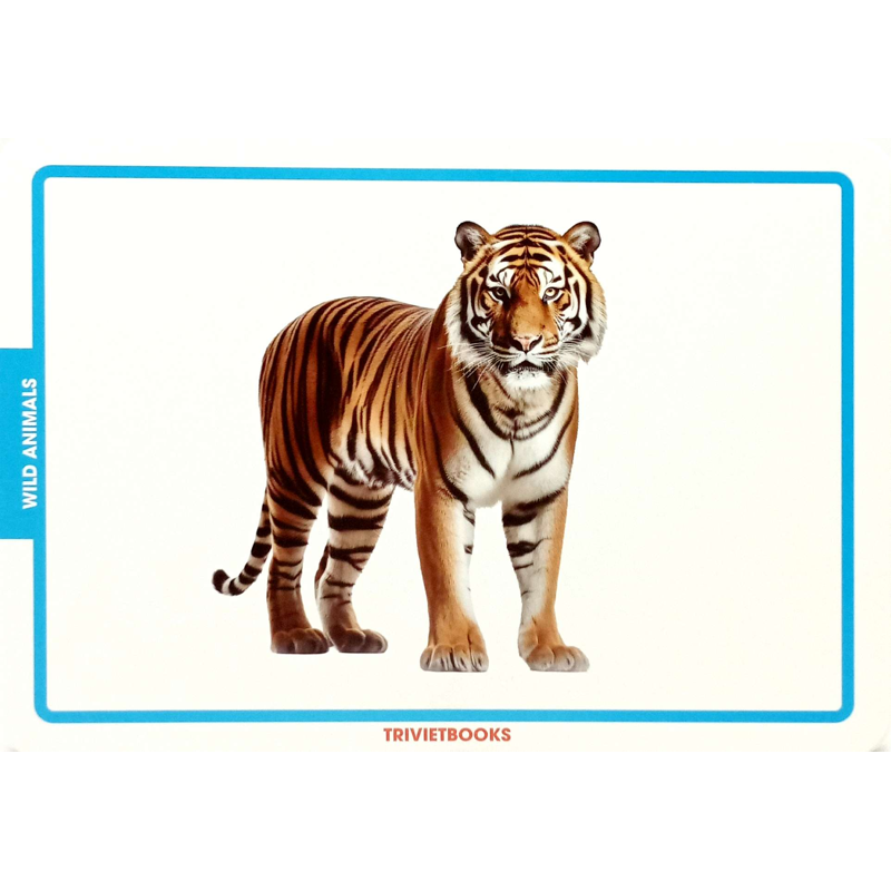 Flashcard Động Vật Hoang Dã - Wild Animals