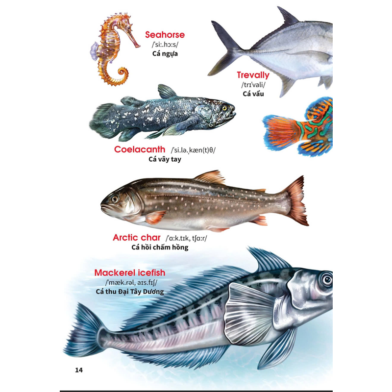 My First Book Of Animals - Động Vật Dưới Nước