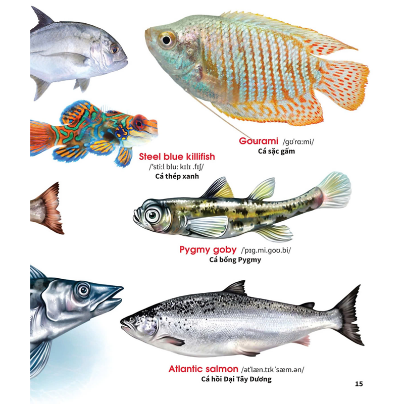 My First Book Of Animals - Động Vật Dưới Nước
