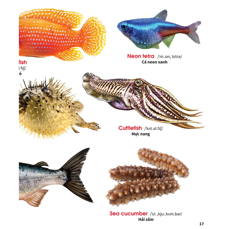 My First Book Of Animals - Động Vật Dưới Nước
