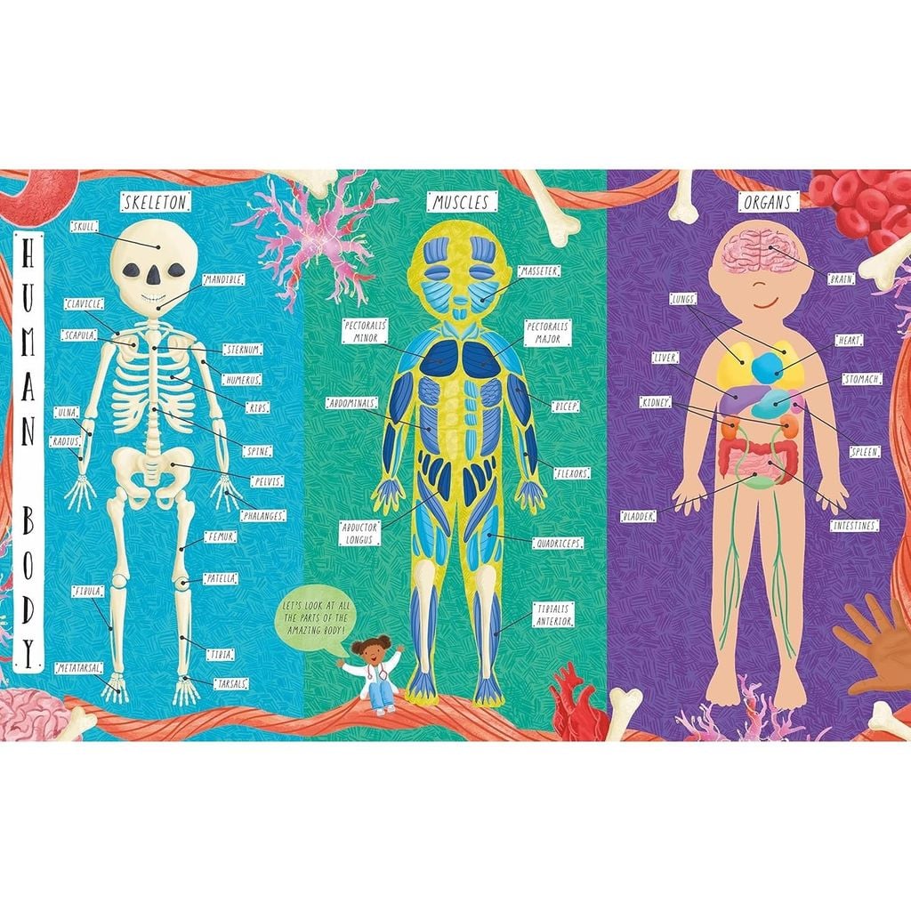 Large Q&A Flap Book - Human Body