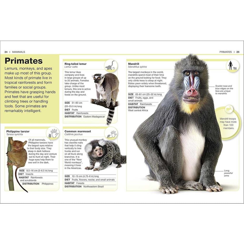 Pocket Eyewitness Animals