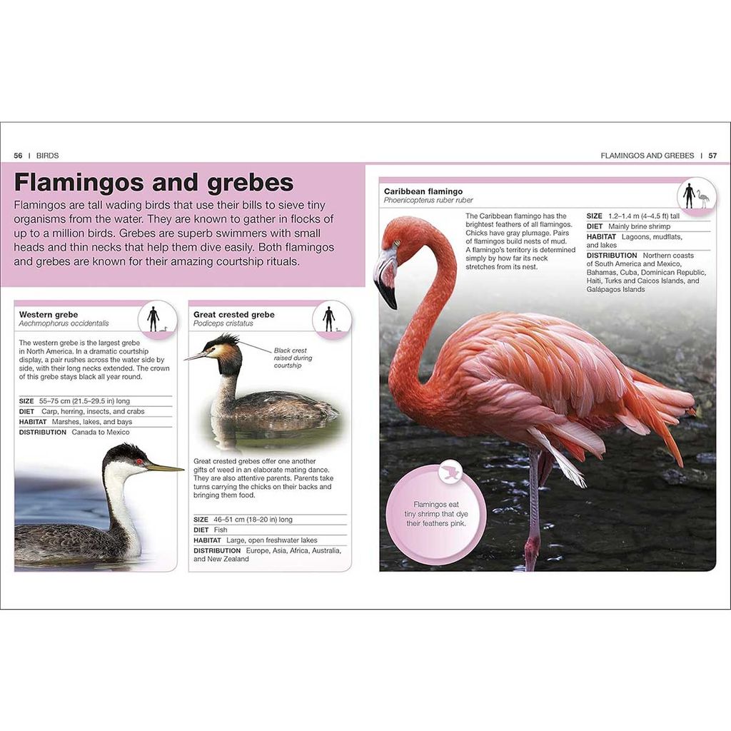 Pocket Eyewitness Animals