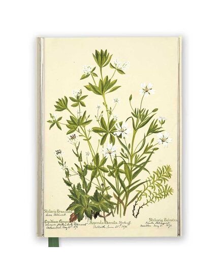 RBGE: Charlotte Cowan Pearson: Stitchworts, Woodruff and Pepperwort