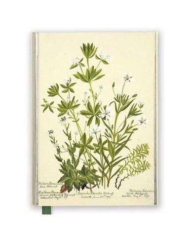 RBGE: Charlotte Cowan Pearson: Stitchworts, Woodruff and Pepperwort