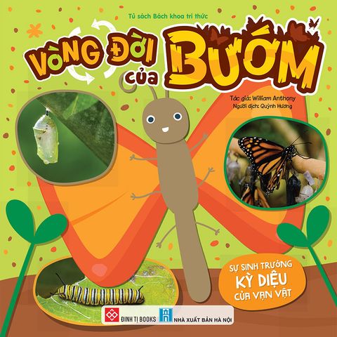 Sự Sinh Trưởng Kỳ Diệu Của Vạn Vật - Vòng Đời Của Bướm