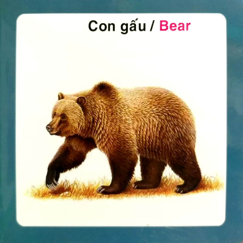 Từ Điển Hình Ảnh Cho Bé-Động Vật Hoang Dã (Wild Animals)