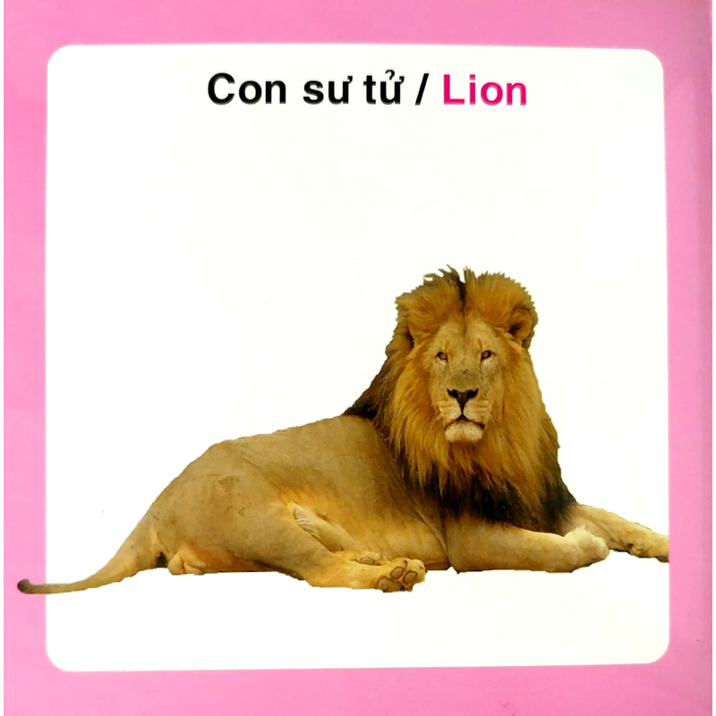 Từ Điển Hình Ảnh Cho Bé-Động Vật Hoang Dã (Wild Animals)