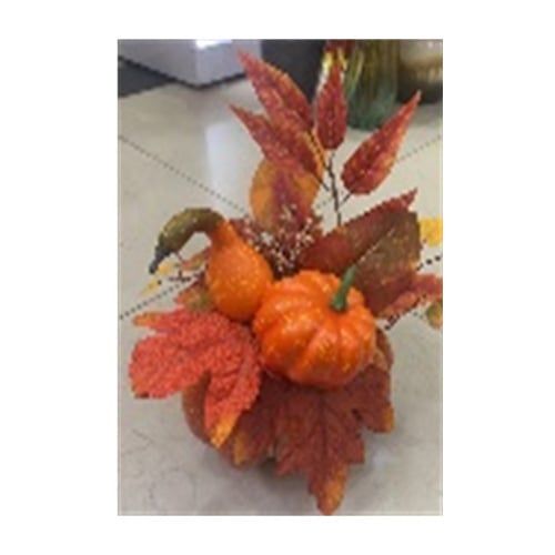 Chậu Bí Lá Đỏ Để Bàn 170