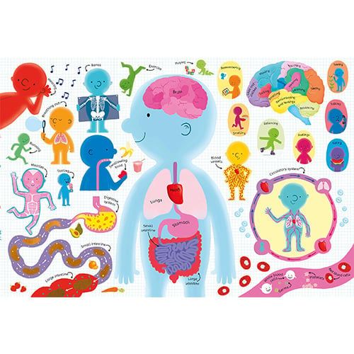 Book And Jigsaw Human Body