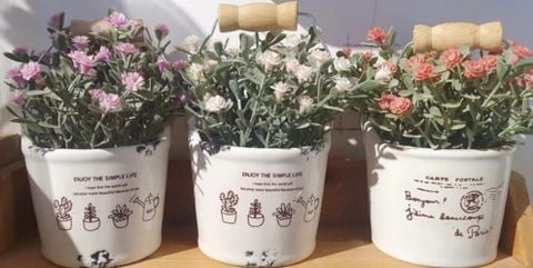 Hoa Chậu TMZ76697