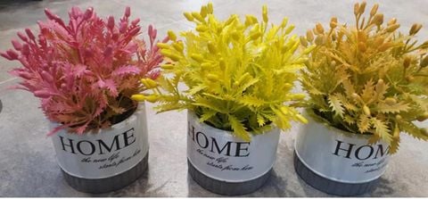 Hoa Chậu TMZ98514