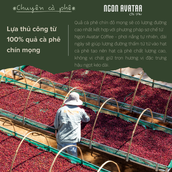 Cà Phê 80% Robusta mix 20% Arabica Cầu Đất, Sơ Chế Honey Đậm Vừa, Hậu Ngọt Kéo Dài