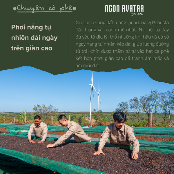 Cà Phê 80% Robusta mix 20% Arabica Cầu Đất, Sơ Chế Honey Đậm Vừa, Hậu Ngọt Kéo Dài