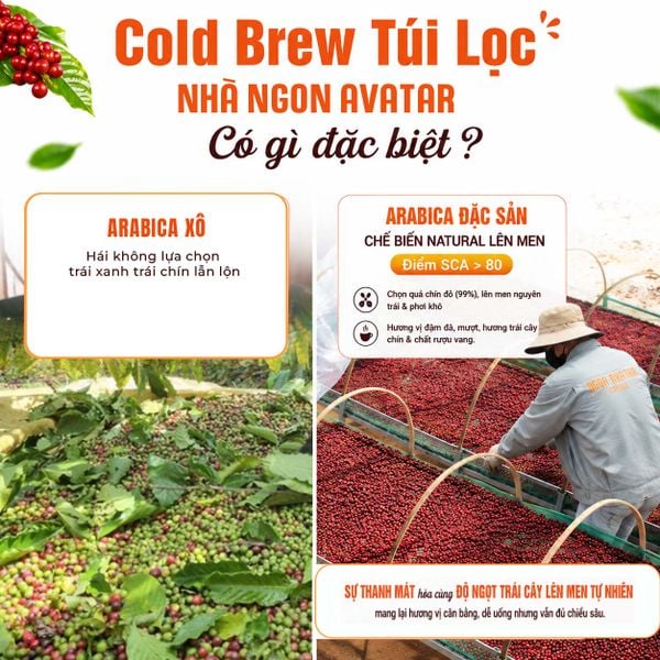 Cà phê Cold Brew Ngon Avatar 100% Arabica Đặc Sản Cầu Đất - Cà phê ủ lạnh túi lọc từ Nhật Bản cao cấp