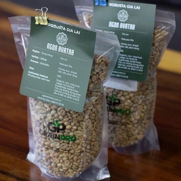 Cà Phê Nhân Xanh Robusta Honey Ngon Avatar Coffee Chọn Lọc Trái Chín Hoàn Toàn, S16, Chưa Rang