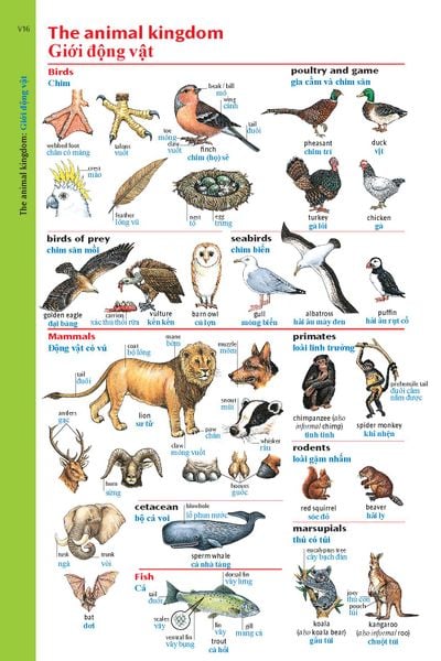 Oxford Advanced Learner