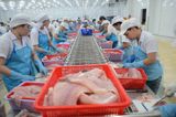  Filleting Table & Conveyors 