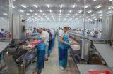  Filleting Table & Conveyors 