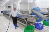  Filleting Table & Conveyors 