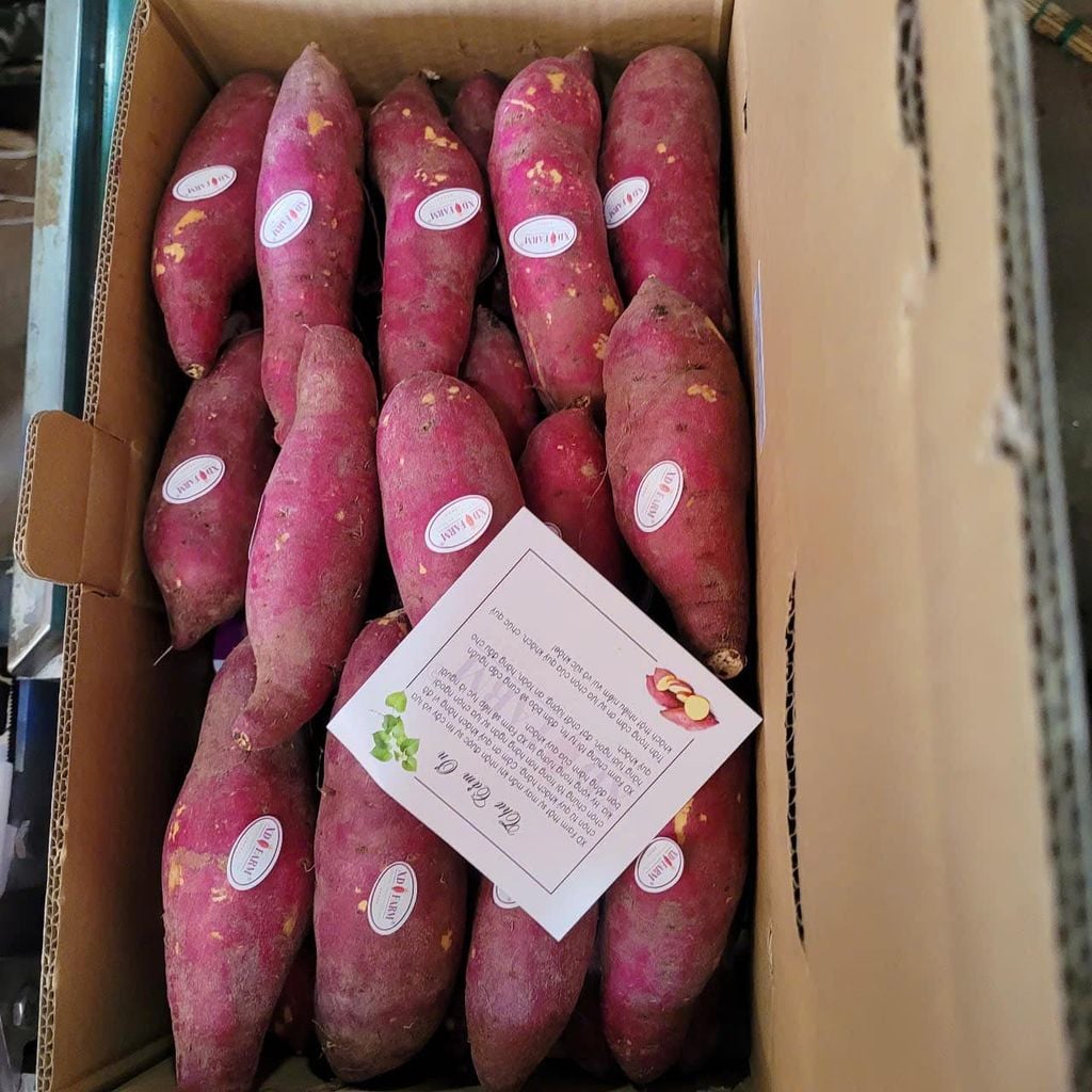 Khoai lang Nhật thượng hạng XD Farm