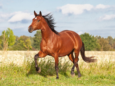 NĂM MỚI 2026- NĂM BÍNH NGỌ