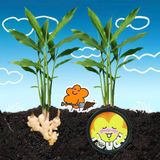  [MUA 1 TẶNG 1] Kem Gừng Làm Ấm Cơ Thể Xoa Bóp Giảm Hàn Khí Và Nhức Mỏi HEALMII Kem Ủ Ấm Body Thư Giãn Cơ Bắp 