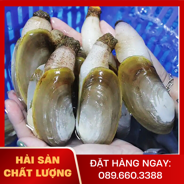 Ốc Tu Hài 