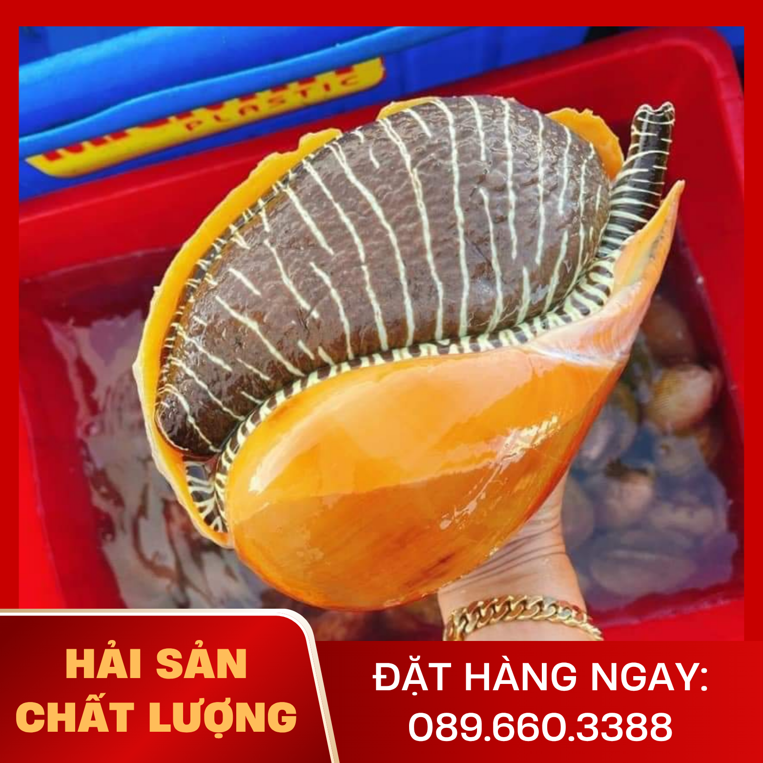  Ốc Giác Vàng 