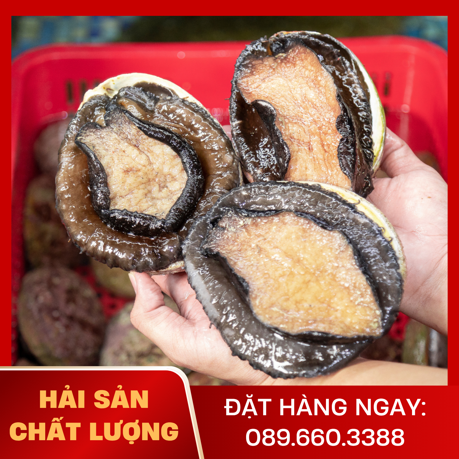  Bào Ngư Úc Viền Đen 