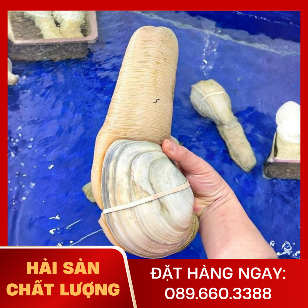  Ốc Vòi Voi Trắng 