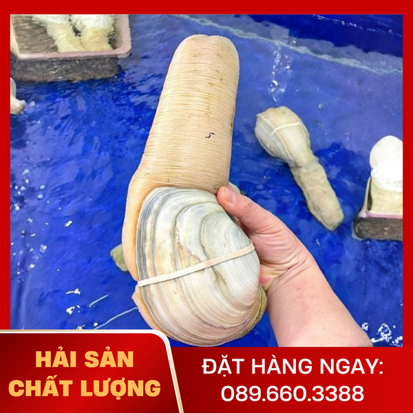  Ốc Vòi Voi Trắng 