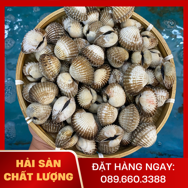  Sò Huyết Lớn 