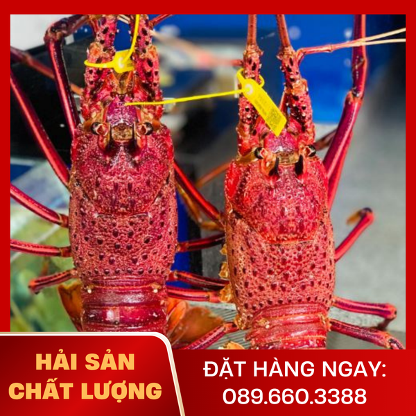  Tôm Hùm Đỏ Tây Úc 