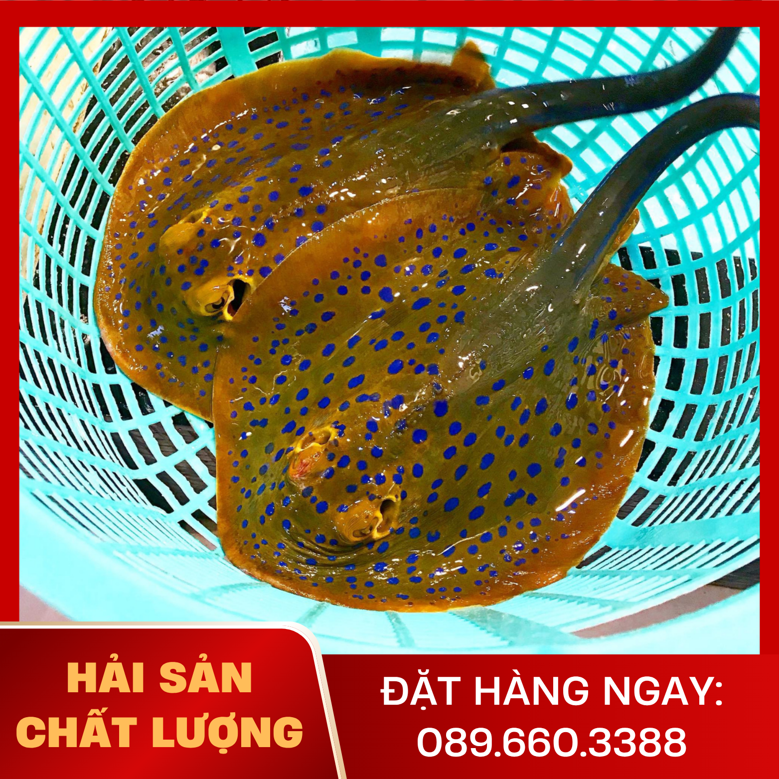  Cá Đuối Sao 