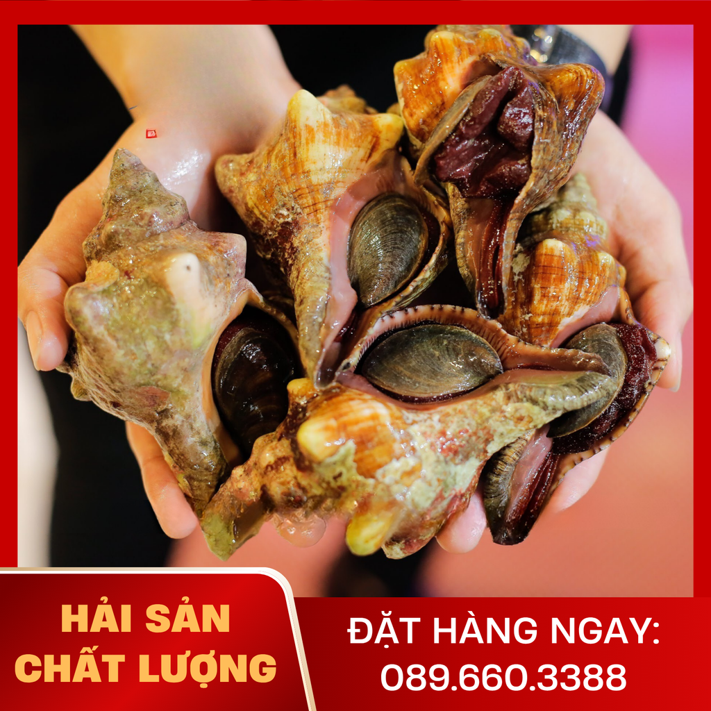  Ốc Đỏ Gai 