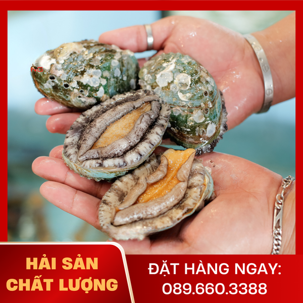  Bào Ngư Hàn Quốc 