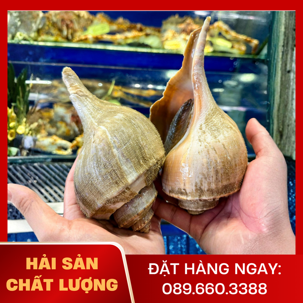  Ốc Kèn Bắc Mỹ 