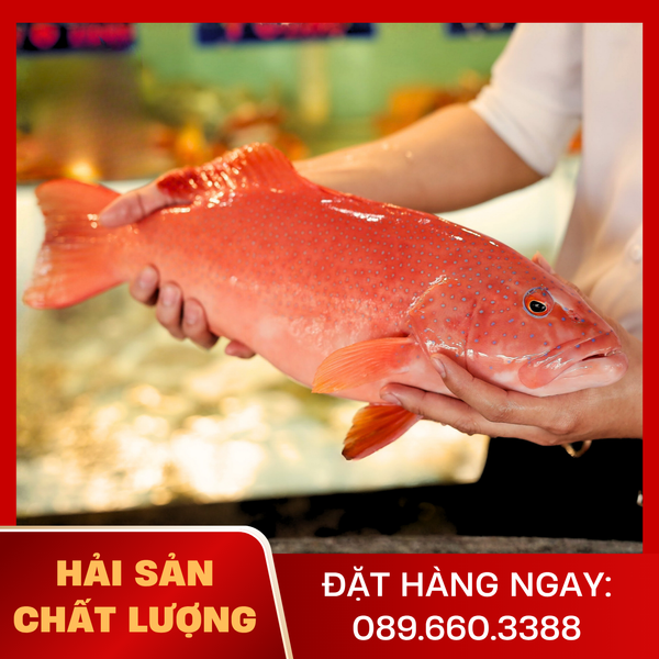  Cá Mú Đỏ 