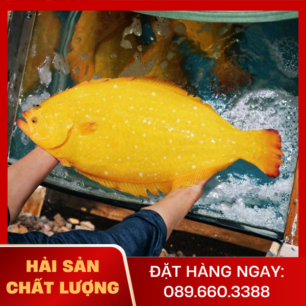  Cá Bơn Vàng 