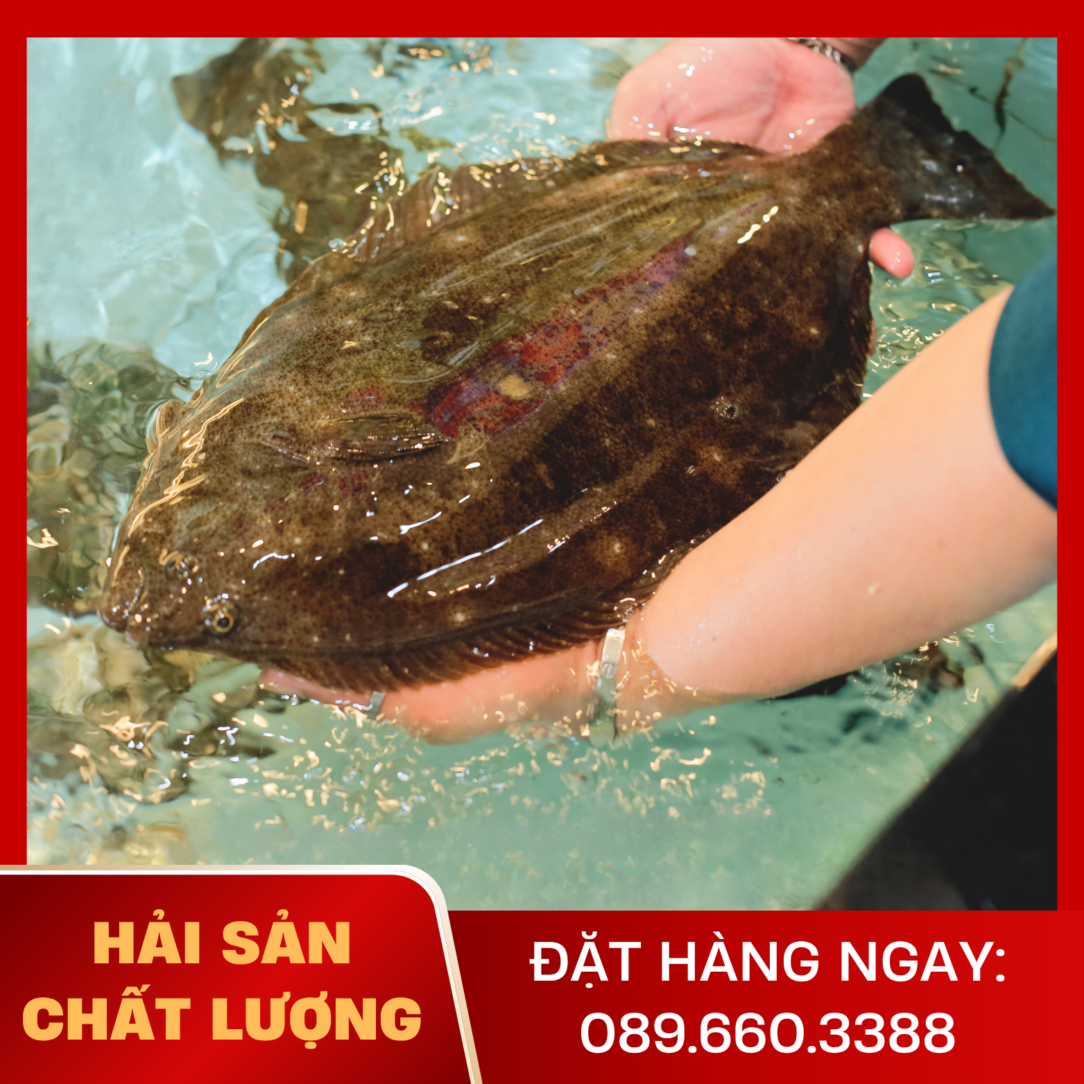  Cá Bơn Hàn Quốc 