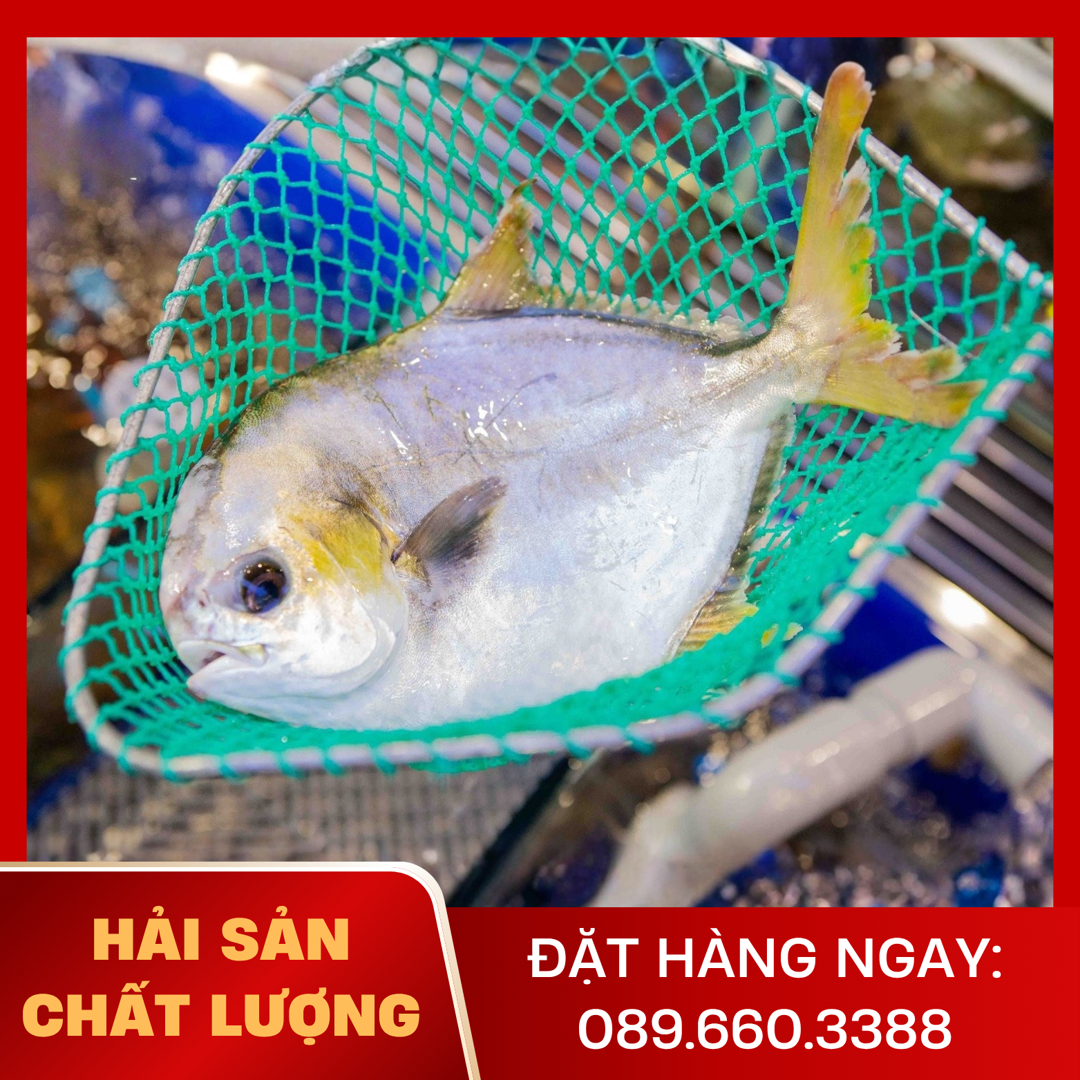  Cá Chim Trắng 