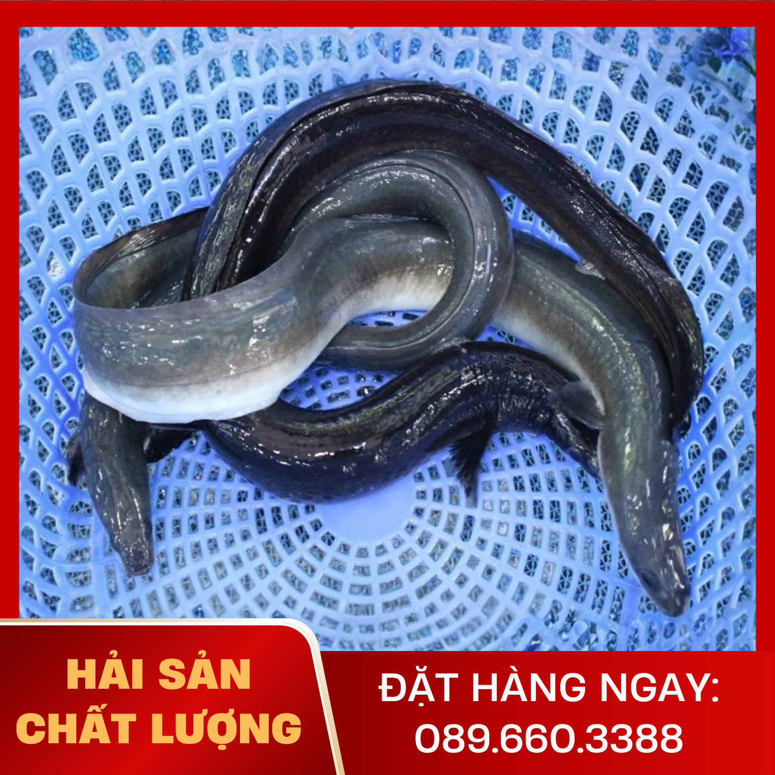  Cá Chình Suối 