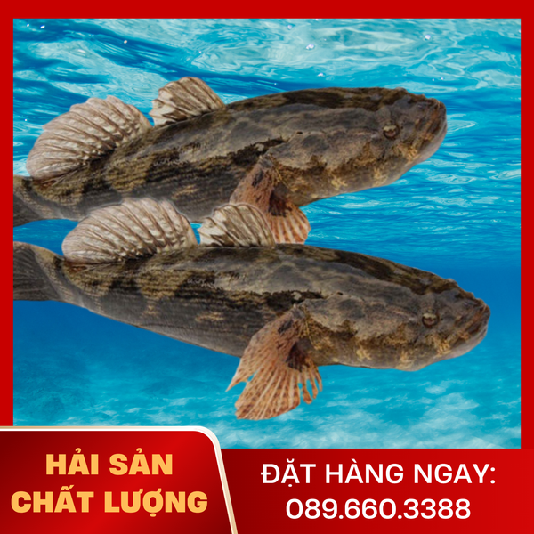  Cá Bống Tượng 