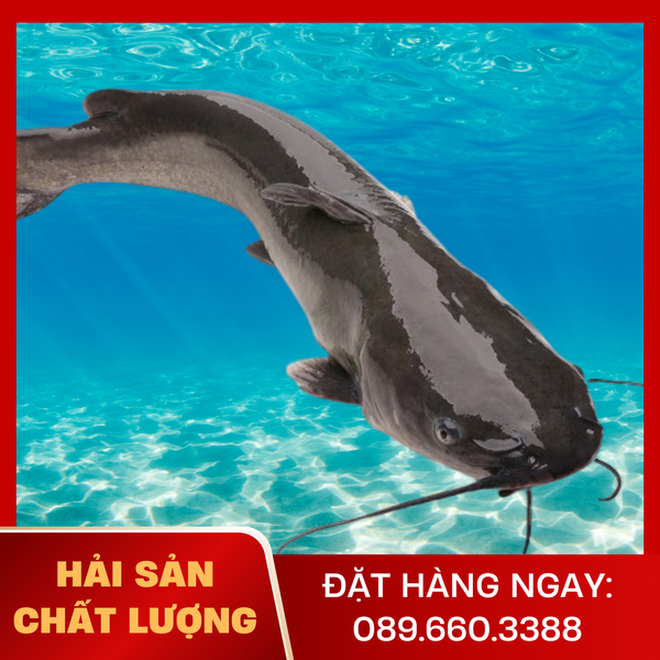  Cá Lăng Đen 