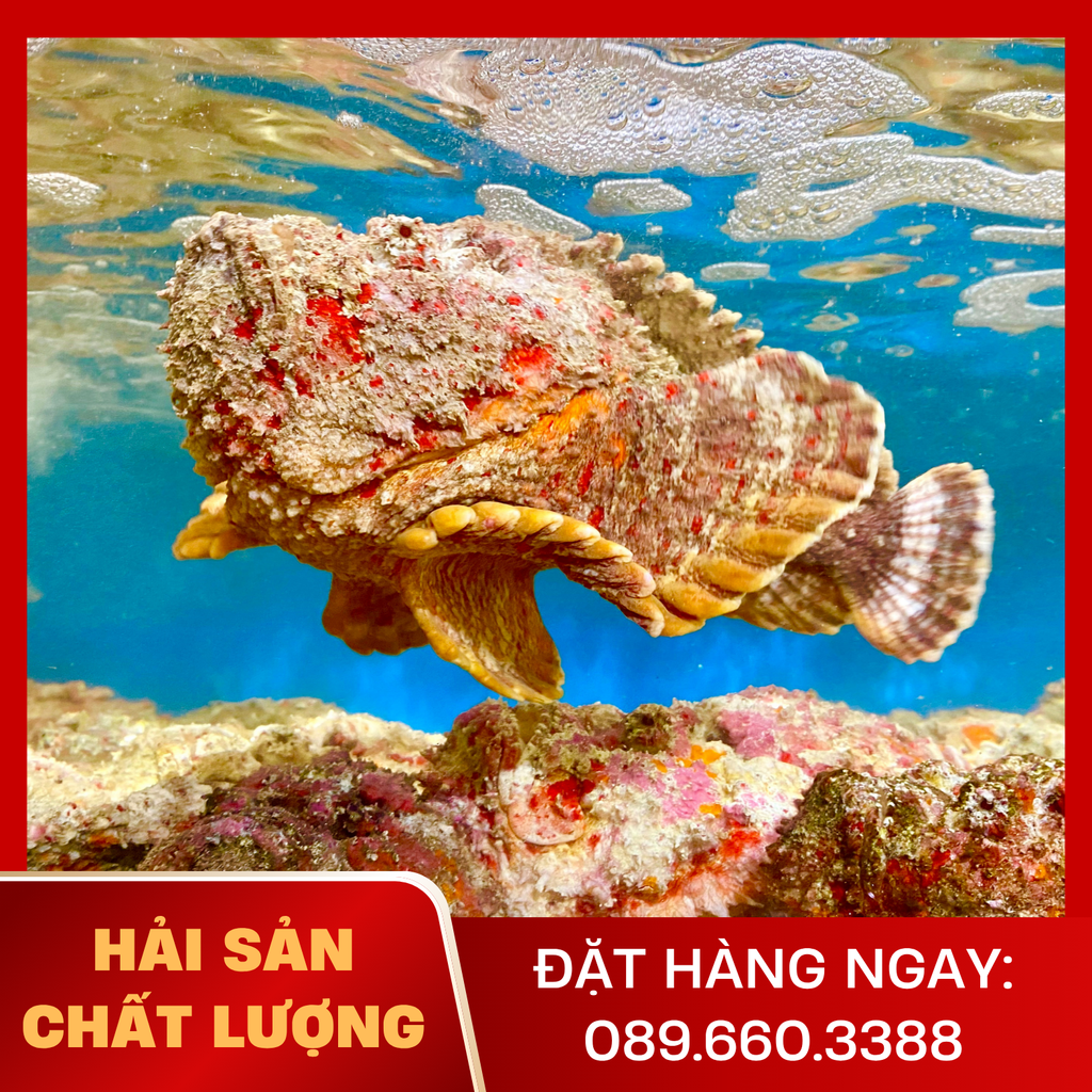  Cá Mặt Quỷ 